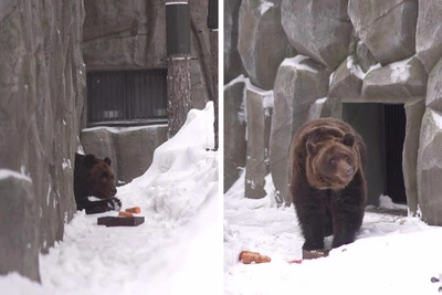 Медведи вышли из спячки в зоопарке Новосибирска