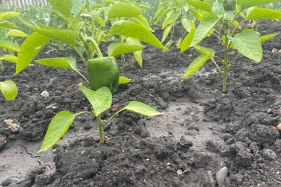 Забайкалье: 143 нарушения в семеноводстве за 2025 год