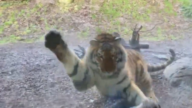 В Дублинском зоопарке тигр напал на ребенка, но забыл про защитное стекло (видео)