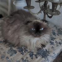 Аватарка BayarUVas