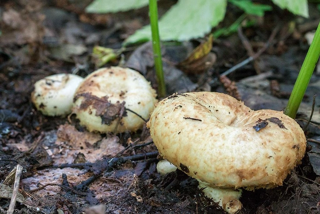 Грузди будут плодоносить весь август | Источник: mycology.su