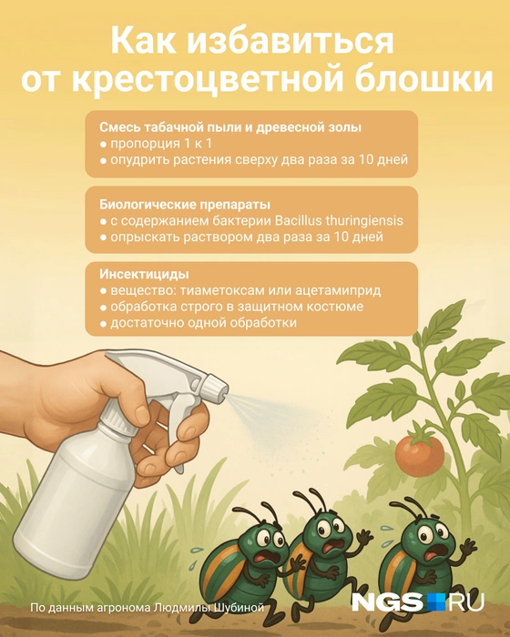 Инсектициды — это крайняя мера | Источник: Юрий Орлов / Городские медиа