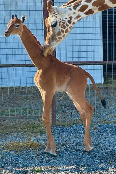 Ни одного пятнышка: посмотрите на уникального жирафа, который родился в зоопарке в США