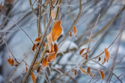 На Урале ожидаются морозы до -42 градусов