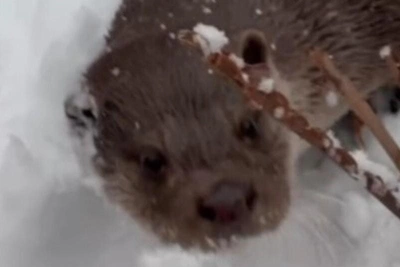 Otters Play in Snow at Leningrad Zoo