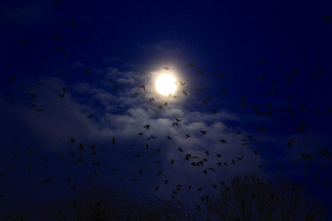 К сожалению, всех кратеров на Луне мы не увидим | Источник: Сергей Михайличенко / FONTANKA.RU