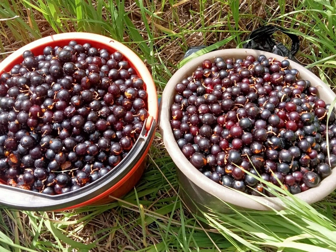 А какое вкусное из смородины получается варенье! | Источник: Марина Жданова / «Грибы. Грибники Омска и Омской области» / vk.com