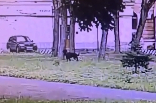 Рванула поводок и повалила ребенка на землю. Видео нападения собаки на улице Стахановцев | Источник: FONTANKA.RU