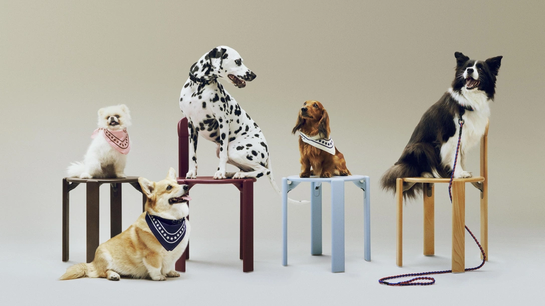 Марка Hay выпустила коллекцию аксессуаров для собак | Источник: Hay