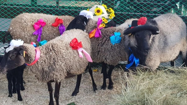 Продают ферму по разведению овец в Башкирии | Источник: «Золотое руно» / romanov-sheep.ru