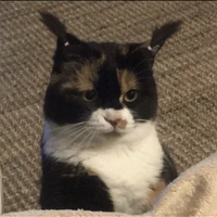 Аватарка Ksusamra