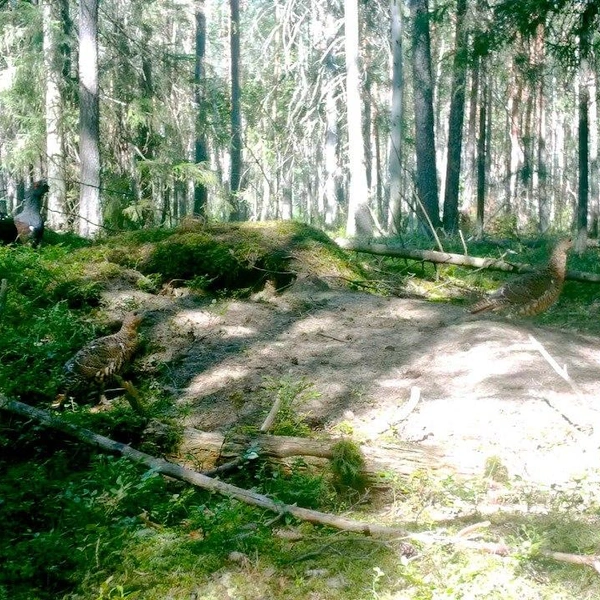 Источник:  Павел Глазков / «Каждой твари по паре» 