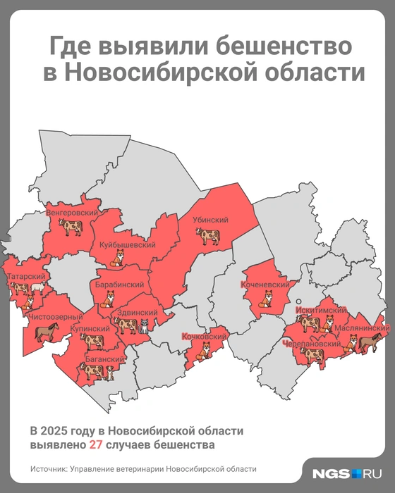 Чаще всего заражались лисы и крупный рогатый скот | Источник: Юрий Орлов / Городские медиа