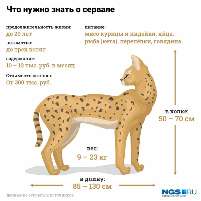 Источник: Юрий Орлов (инфографика)