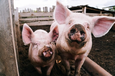 Васильев день: запрет на долги и народные обычаи