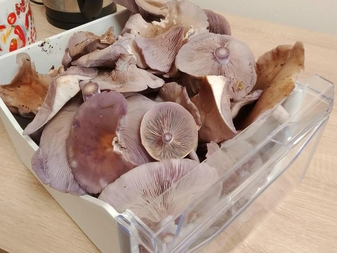 Сезон рядовок и говорушек закрывать рано | Источник: Дмитрий Банный / Грибы в Подмосковье 2025 / VK.com