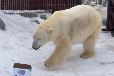 Белый медведь Ермак предсказал победителя в армрестлинге