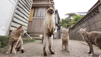 Самые смешные фото котов за всю историю конкурсов Comedy Pet Photography Awards и Pet Photography Awards