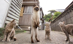 Самые смешные фото котов за всю историю конкурсов Comedy Pet Photography Awards и Pet Photography Awards