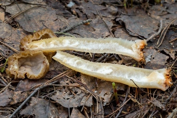 Сморчковая шапочка в разрезе | Источник: mycology.su