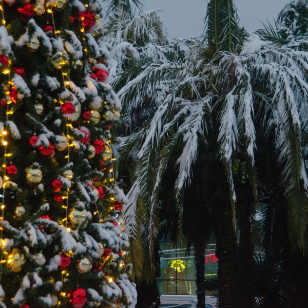 Новогодняя елка и заснеженная пальма — такое увидишь не часто | Источник: Оксана Витязь