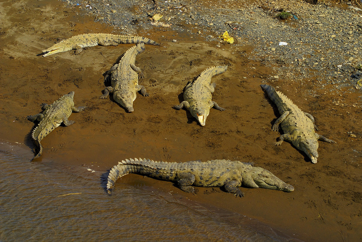 Им там хорошо: почему 400 крокодилов поселились на территории действующей АЭС?
