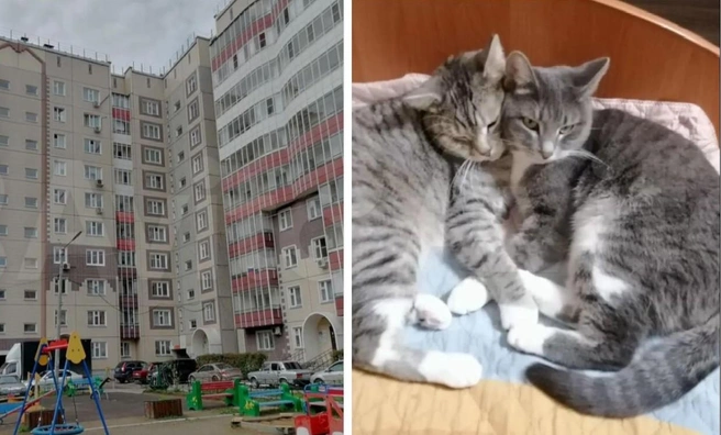 Красноярка сдает квартиру с котами | Источник: Сайт по поиску объявлениий