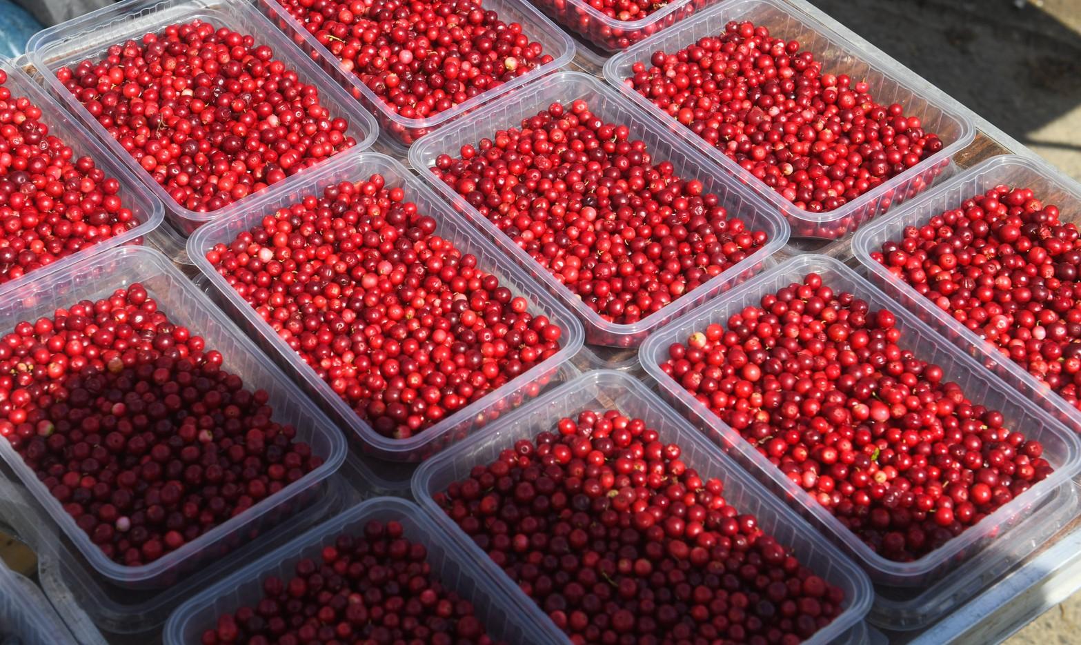 Брал взятку брусникой. В Архангельской области осудили преподавателя техникума 