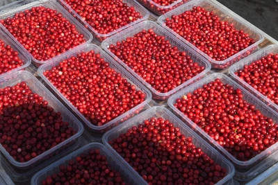 В Архангельской области осудили преподавателя за взятку брусникой