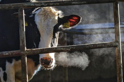 Почему в России массово уничтожают скот