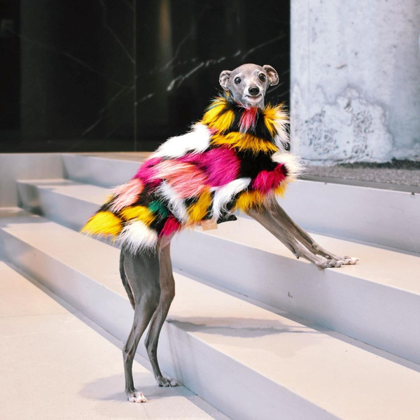 Круче, чем у Кардашьян: как выглядит гардероб самой стильной собаки в соцсетях
