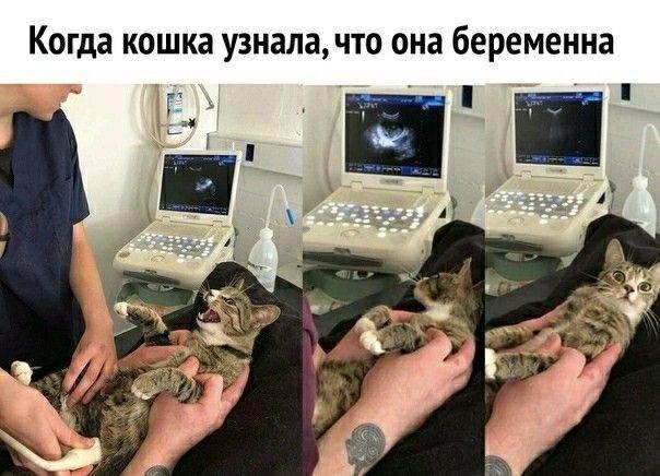 И еще коты и юмор :-) Здравствуйте, уважаемые, Приятного, времени, суток