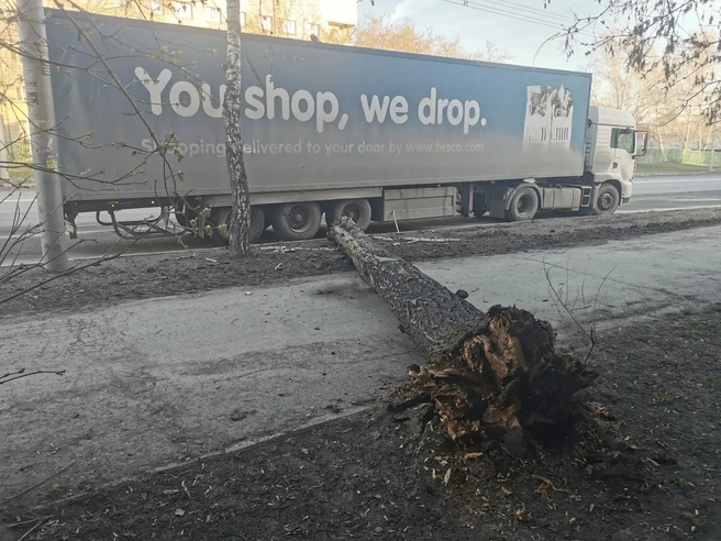 Дерево упало на тротуар | Источник: читатель НГС