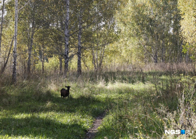 На месте скоростного шоссе пока пасутся козы  | Источник: Стас Соколов/NGS.RU