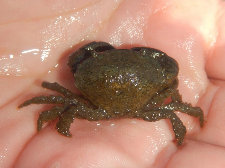 Отличный колонизатор. В Азовское море проник плоскоспинный грязевой краб с восточных берегов США