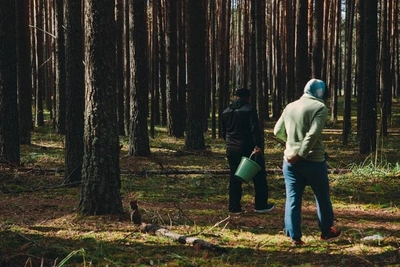 Уральские грибники открыли сезон: ситуация в Тюмени