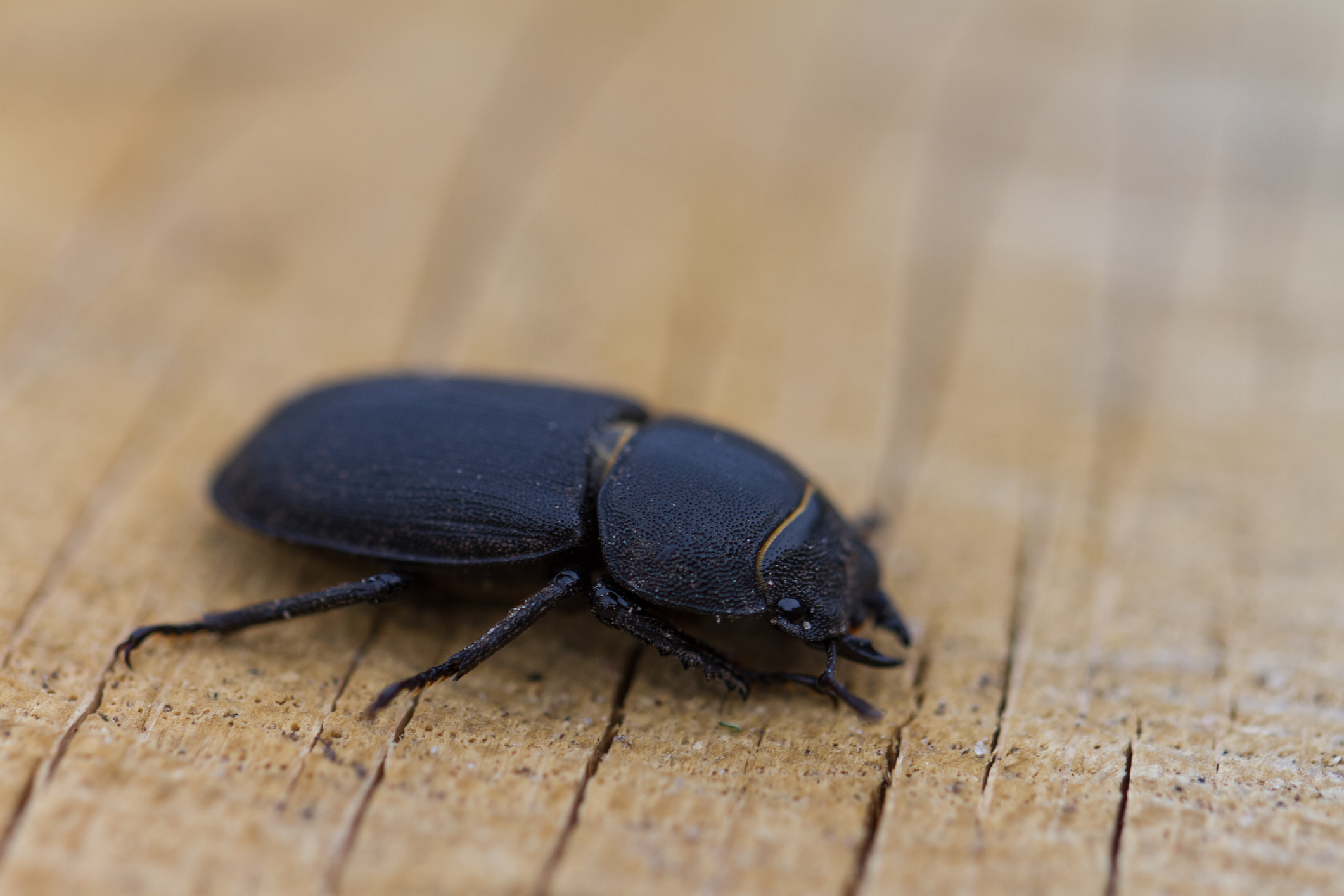 Ученый объяснил появление черных жуков в Омске (фото)