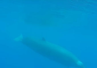 Самый редкий в мире кит попал на видео