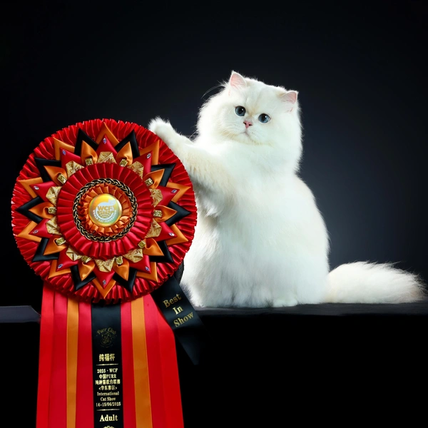 Седьмую строчку рейтинга WCF (16&nbsp;112 баллов) занимает британский длинношерстный кот из Китая по имени Kimsha Eos Garden Patrick | Источник: WCF