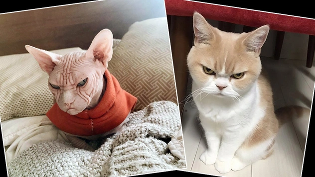 Фотографии котов, которые смотрят на тебя осуждающе