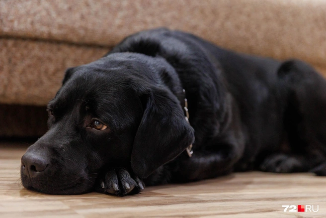 Характер Ультры крайне флегматичный | Источник: Ирина Шарова / 72.RU