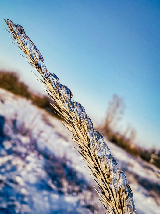 Будто кто-то выдавил лед из тюбика и «намазал» на колосок | Источник: Юлия Воропаева