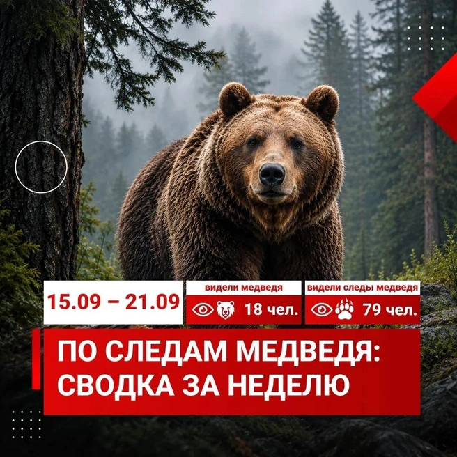 Цифры наглядно | Источник: Мэрия Красноярска / Telegram