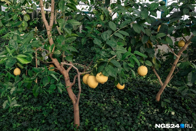 Уход за лимонным деревом в горшке в домашних условиях