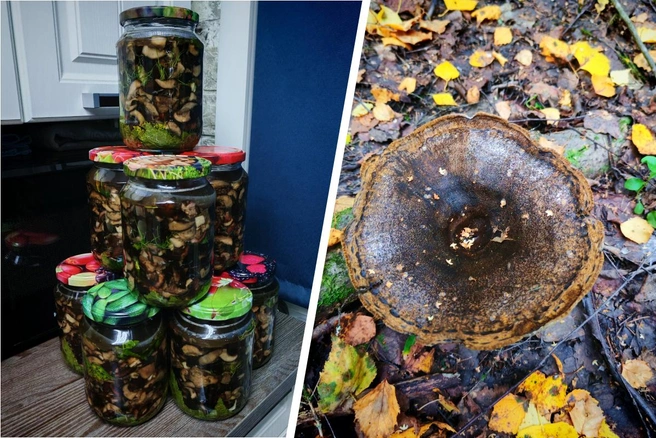 Окрас черных груздей темно-оливковый или желтовато-бурый | Источник: Валентина Крылова