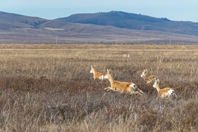 Дзерены возвращаются в Забайкалье на исторические места