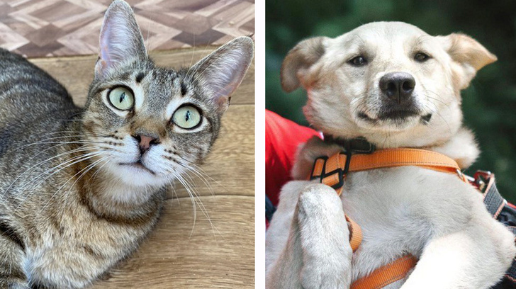 Котопёс недели: пёс Лаки и кот Тайгер