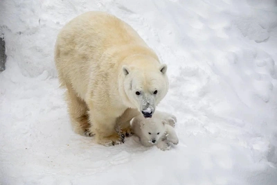 Новосибирский зоопарк сообщил о рождении белого медвежонка
