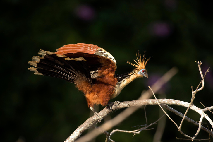 Гоацин — птичка странная: как живет один из самых удивительных обитателей Южной Америки