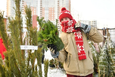 Где купить новогоднюю елку в Екатеринбурге